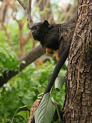 Red-handed tamarin, golden-handed tamarin or Midas tamarin (Saguinus midas) - Budimpešta, Madžarska