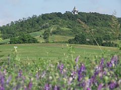 Early summer mood - Mogyoród, Madžarska