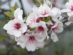 Flowers of an almond tree in spring - Tihany, Madžarska