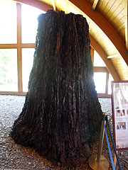 Ancient swamp cypress tree trunk (part of the Bükkábrány mummified forest, that contains 16 tree remains) - Ipolytarnóc, Węgry