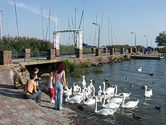 In exchange for some food these swans are very enthusiastic - Balatonalmádi, Унгария