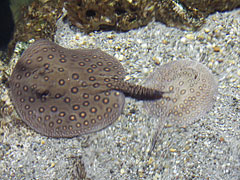 Ocellate river stingrays (Potamotrygon motoro) - Будапеща, Унгария