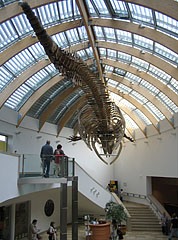 A whale skeleton is hanging on the ceiling in the lobby - Будапеща, Унгария