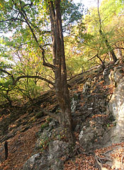 Istállós-kő (or Istállóskő) Cave - Szilvásvárad, Унгария