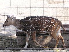 Chital deer, spotted deer or axis deer (Axis Axis) - Veszprém, Унгария