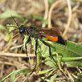 Spider wasp (Priocnemis) caught a Great green bush-cricket (Tettigonia viridissima) - Mogyoród, Угорщина