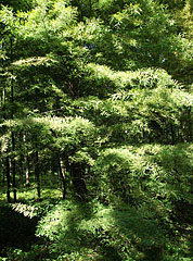 Deciduous Bald cypress or Swamp cypress (Taxodium distichum) forest around Lake Hévíz - Hévíz, Ungarn