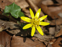 Lesser celandine (Ranunculus ficaria or Ficaria verna), yellow spring flower on the forest floor - Bakony Mountains, Hongarije