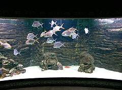 Lookdown fish (Selene vomer) and snubnose pompanos (Trachinotus blochii) - Boedapest, Hongarije