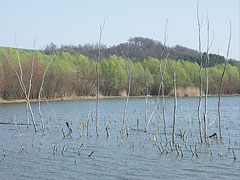 Sinkár Lake, dried out trees in the greater lake - Csővár, Hongarije