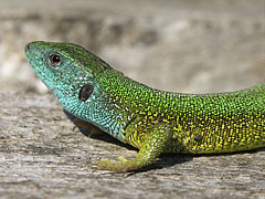 European green lizard (Lacerta viridis) - Mogyoród, Hongarije