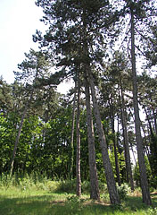 Pinewood and other trees - Gödöllő, Ungari