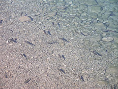  - Lake Bohinj (Bohinjsko jezero), Sloveenia