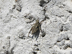 Tiny grasshopper - Mogyoród, Ungari