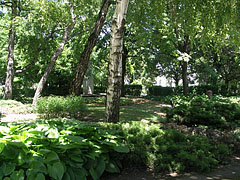 Shady trees in the park - Siófok, Ungari