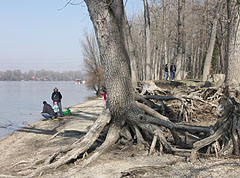 These trees will keep standing even the river washes their roots many times - Dunakeszi, Ungarn