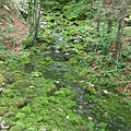 Lake Bohinj (Bohinjsko jezero), スロベニア