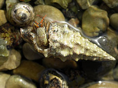 A Hermit-crab is hiding in a snail shell - Slano, クロアチア