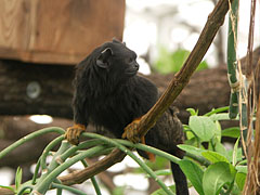 Red-handed tamarin (Saguinus midas), aka golden-handed tamarin or Midas tamarin, a New World monkey from South America - 부다페스트, 헝가리