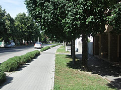 Bike path and trees on the main street - Paks, 헝가리