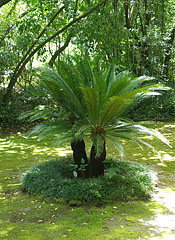 Cycads in the shadows, under the trees - Trsteno, 克罗地亚