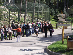 Visitors gathering at the enclosure of the brown bears - Veszprém, 匈牙利