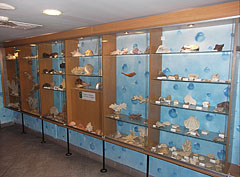 Sea shells in the small exhibition - Будимпешта, Мађарска