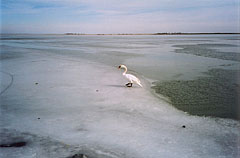  - Fertőrákos, Мађарска