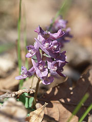 Ujjas keltike (Corydalis solida), az avar közül előbújó lilás színű fürtös tavaszi évelő virág - Csővár, Magyarország