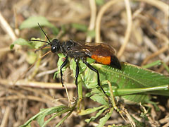 Útonálló darázs (Priocnemis) elkapott egy zöld lombszöcskét (Tettigonia viridissima) - Mogyoród, Magyarország