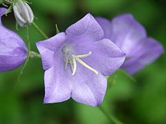 Baracklevelű harangvirág (Campanula persicifolia) kékeslila színű virága - Plitvicei-tavak Nemzeti Park, Horvátország