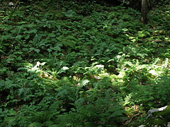  - Triglav Nemzeti Park, Szlovénia