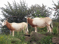 Scimitar oryx or scimitar-horned oryx (Oryx dammah), and also known as the Sahara oryx, large brown antelopes and close to extinction - Amsterodam, Nizozemsko