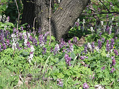 Mauve and white colored bulbous corydalis or fumewort (Corydalis cava) flowers - Bakony Mountains, Maďarsko