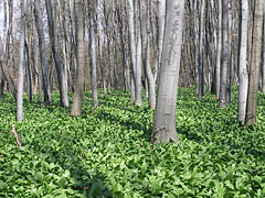 Green leaves of a ramson or bear's garlic (Allium ursinum) in the woods - Bakony Mountains, Maďarsko