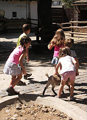 Petting zoo with goats and of course children - Budapešť, Maďarsko
