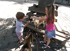 Curious goats ask for food from the children in the Petting Zoo - Budapešť, Maďarsko