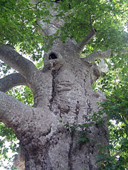 More than 400 years old giant sycamore (or plane) trees - Trsteno, Chorvatsko