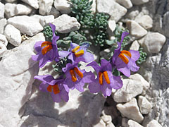  - Triglav National Park, Slovinsko