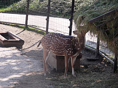 Chital deer, spotted deer or axis deer (Axis Axis) - Veszprém, Maďarsko