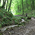The Tohonya Stream trickle in the wooded glen - Aggteleki karszt, Macaristan