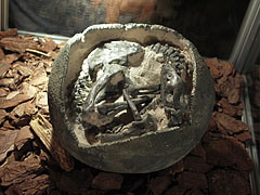 Fossilized dinosaur egg with an embryo (Mussaurus patagonicus) - Budapeşte, Macaristan