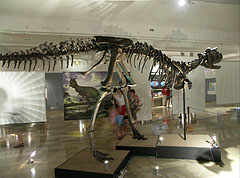 The Carnotaurus sastrei, a great carnivorous dinosaur - Budapeşte, Macaristan