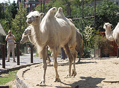 Bactrian camel (Camelus bactrianus, formerly Camelus ferus) - Budapeşte, Macaristan