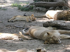 A whole Asian, Persian or Indian lion (Panthera leo persica) family is lounging under the shady trees - Budapeşte, Macaristan