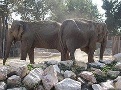 Asiatic elephants (Elephas maximus) - Budapeşte, Macaristan