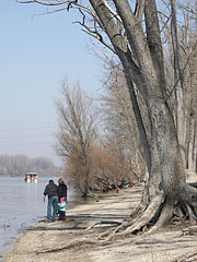 The Danube bank of Dunakeszi in early spring - Dunakeszi, Macaristan