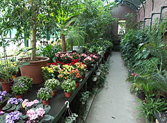 The interior of the Palm House - Gödöllő, Macaristan