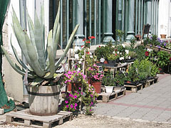 Plants for sale in front of the Palm House - Gödöllő, Macaristan