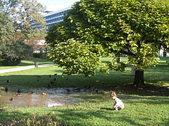 Ducks bathe in a puddle in the park - Balatonfüred, Ungaria